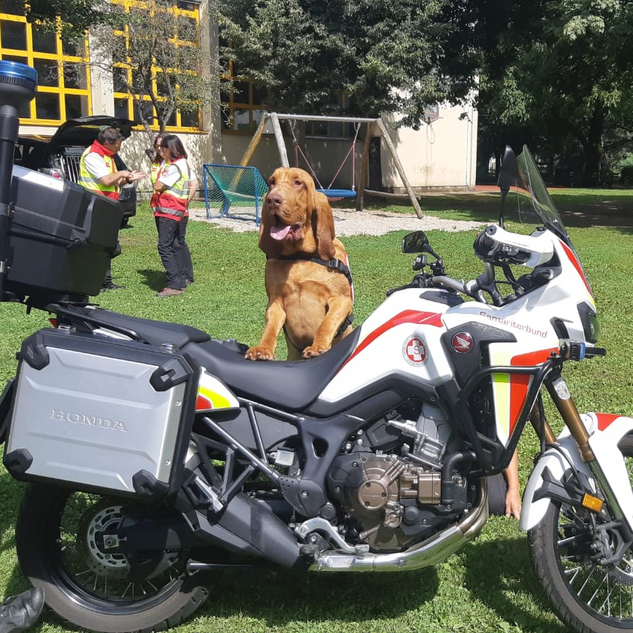 Rettungshund legt Vorderläufe auf ein Samariterbund-Motorrad