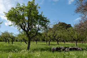Eine grüne Wiese mit einer großen, lebendigen Baumkrone. Um den Baum herum stehen mehrere Obstbäume. Im Vordergrund grasen einige Schweine friedlich im Gras. Der Himmel ist blau mit wenigen Wolken.