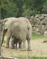 Eine Elefantenmutter steht mit ihrem Kalb in einem Gehege.