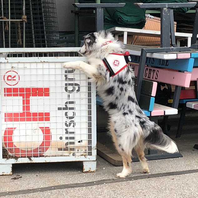 Samariterbund-Rettungshund bei einer Übung